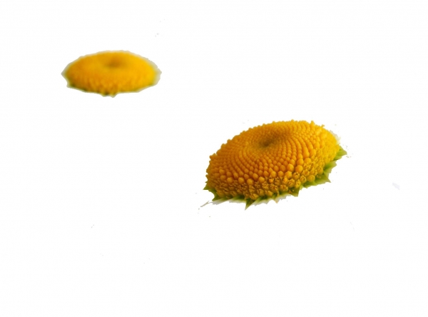 Creation of Daisy fairy: Step 1